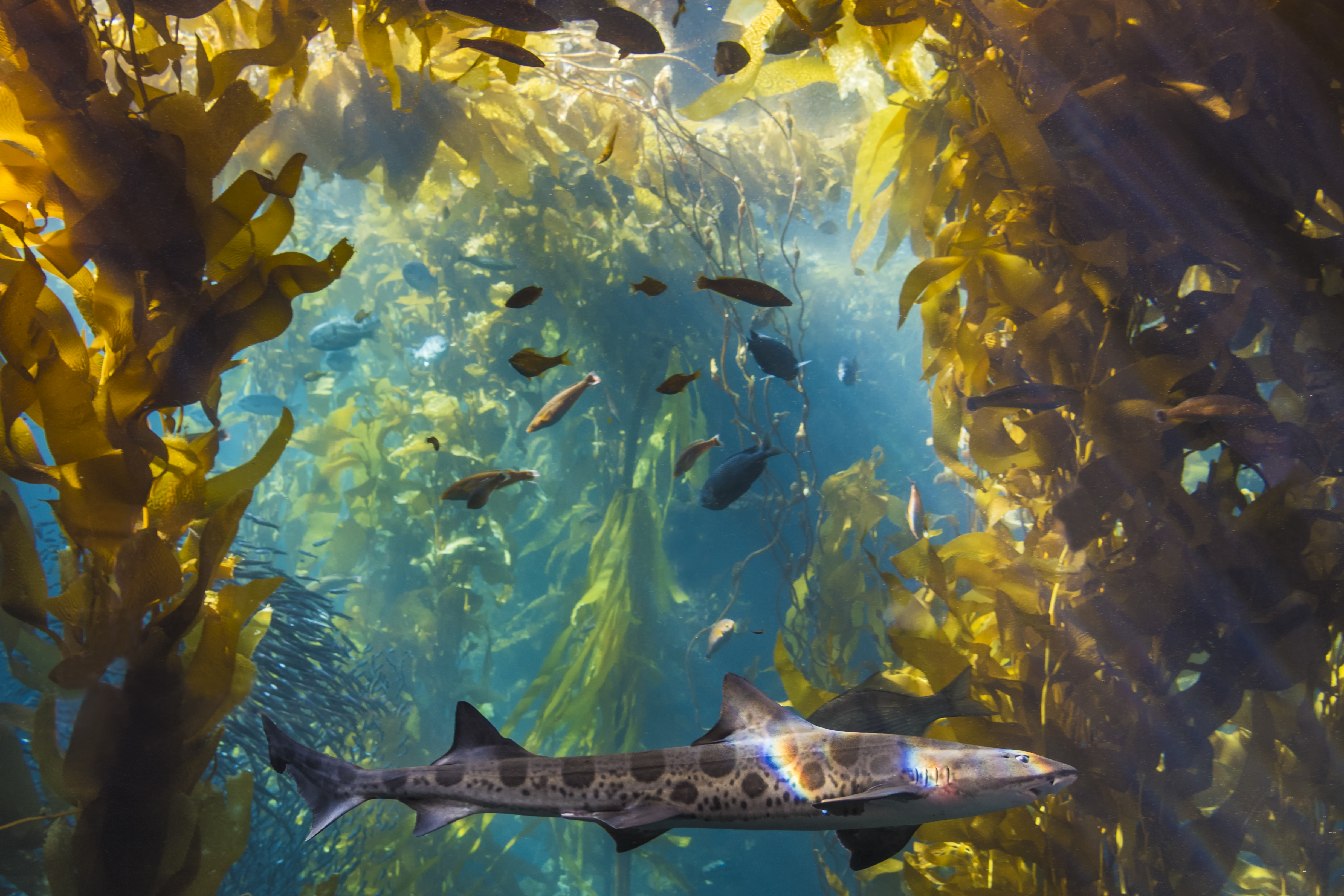 Packard Foundation Pledges $480 Million for Ocean Health - Vimarsana News